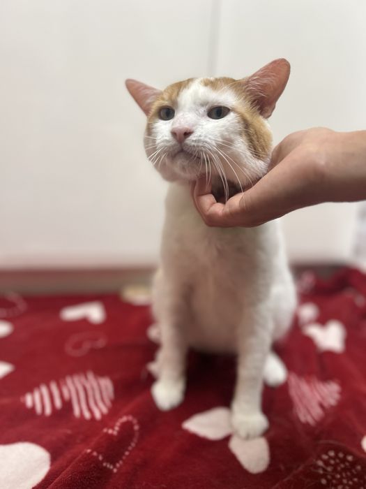 Kociaki szukają domków