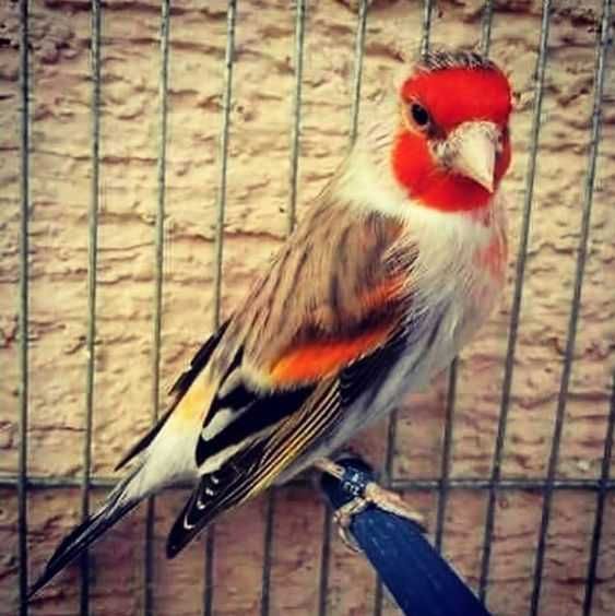 Mestiço pintassilgo anilhados