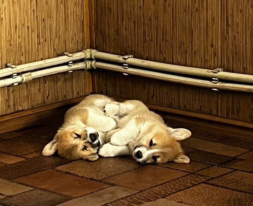 Коргі пемброк 2,5 міс