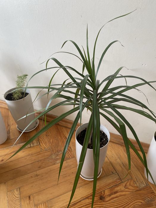 Продам вазон драцена