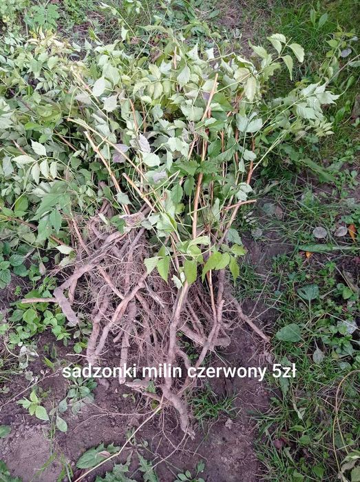 Sprzedam sadzonki pnącze milin czerwony