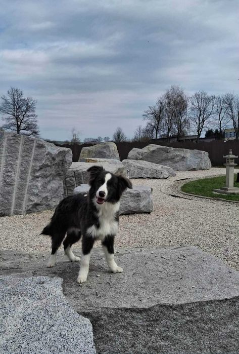 Border collie piesek z metryką ZKwP