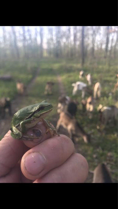 Породам кози Альпійської породи