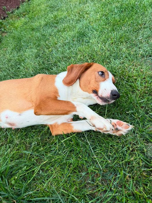 Gończy chorwacki do adopcji