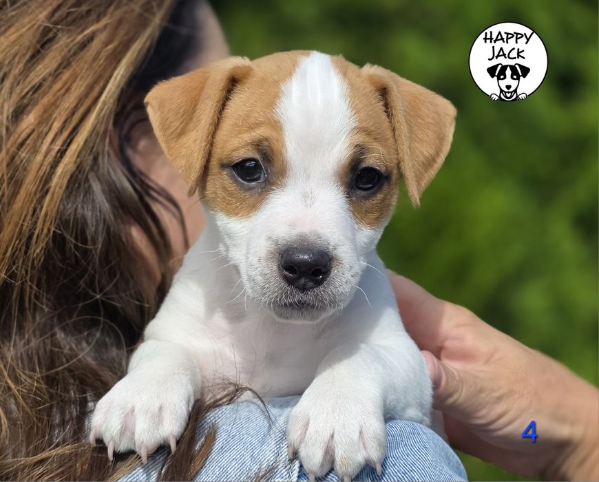 Jack Russell Terrier / piesek / gotowy do odbioru