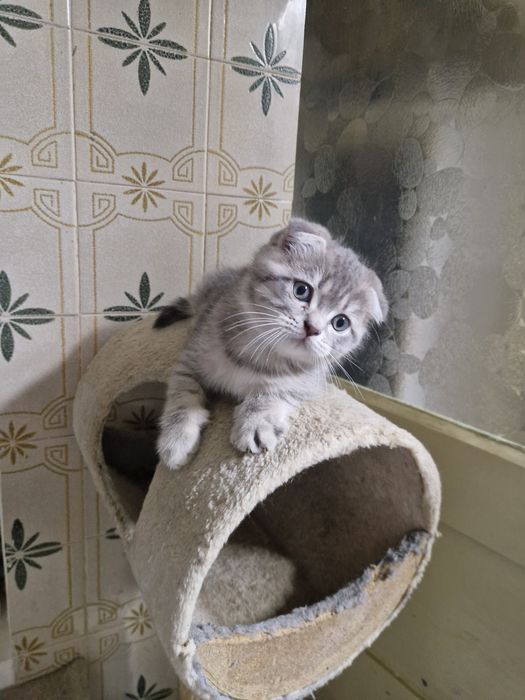 Gatinho Scottish Fold