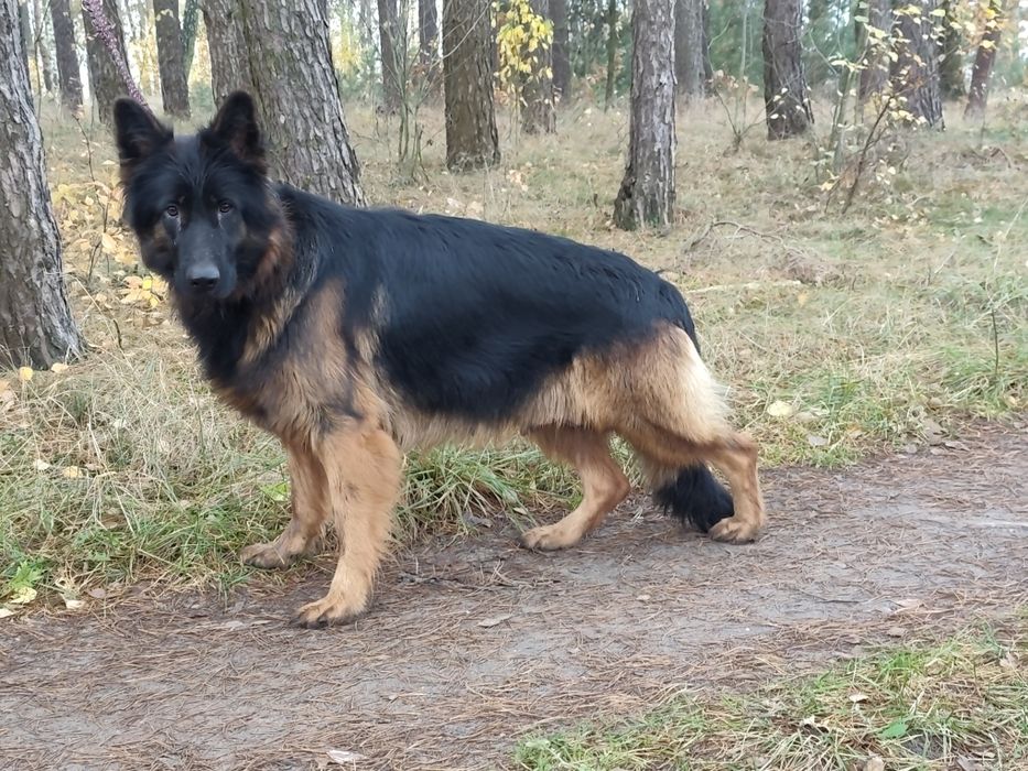 Owczarek niemiecki suczka