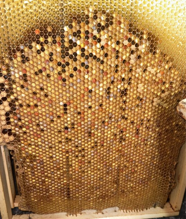 Перга в сотах 2026 рік Прямо з вулика