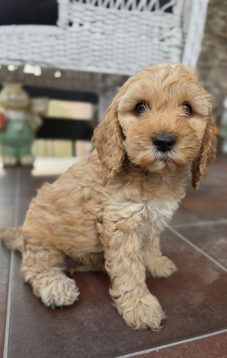 Piesek Cockapoo  Red Brown/hybryda