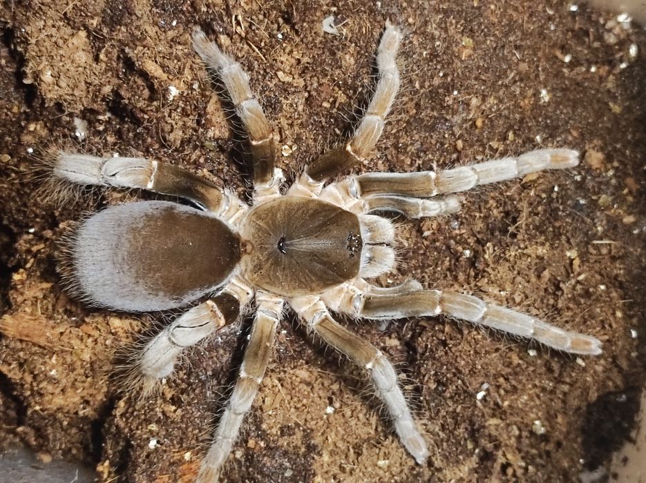 Hysterocrates gigas.dorosła samica