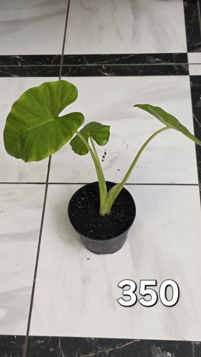 Алоказия "Слоновая ухо"