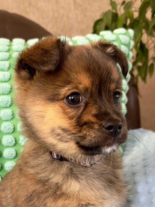 Agat - mały koleżka do adopcji!