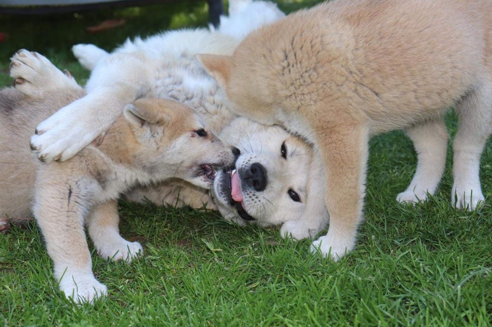 Akita japońska inu -ostatni piesek samiec