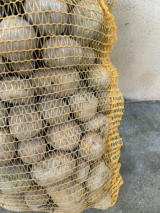 Ziemniaki jadalne Denar