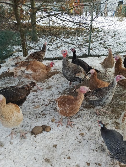 Jndyczki i jndory 2025