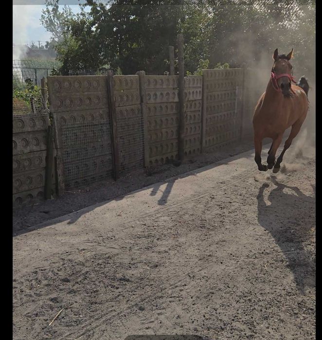 Klacz polski koń sportowy Rosa