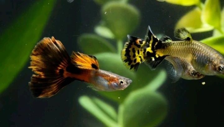 Рибки акваріумні