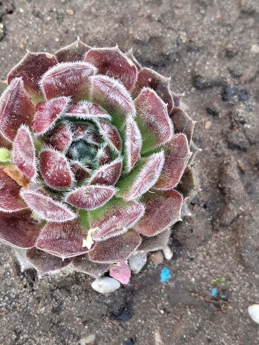 Молодило,або кам'яні Троянди маю велику колекцію.