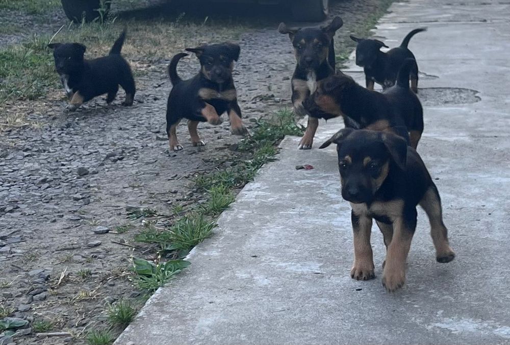 ЦУЦЕНЯТА! Тільки в хороші руки!!! БЕЗКОШТОВНО