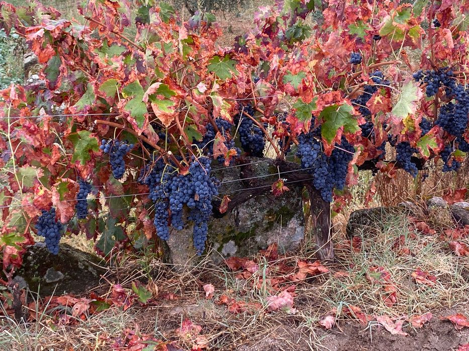 Uvas para vinho