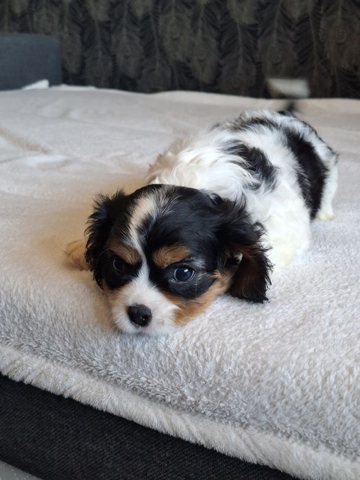 Cavalier King Charles Spaniel piesek