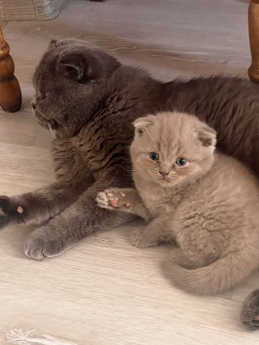 Продаються кошенята