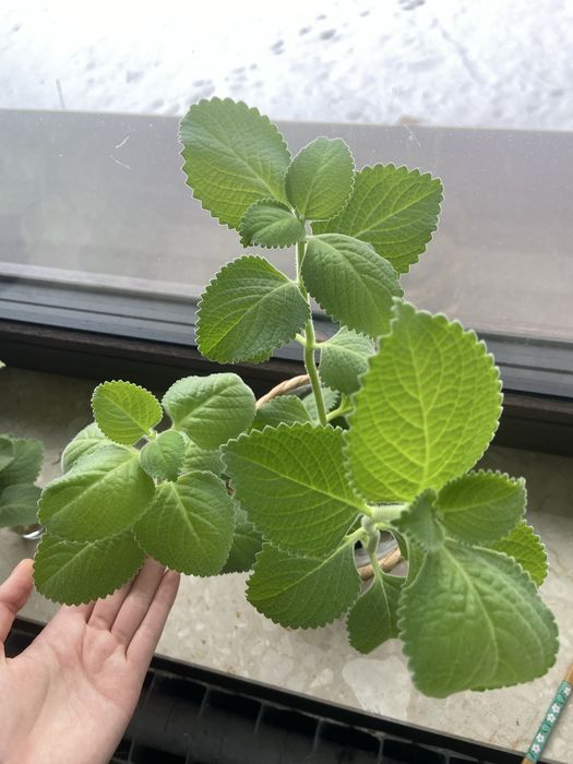 Oregano kubańskie, mieta meksykańska