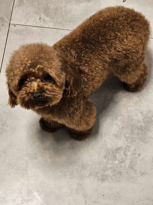 Maltipo & maltańczyk pudel Toy