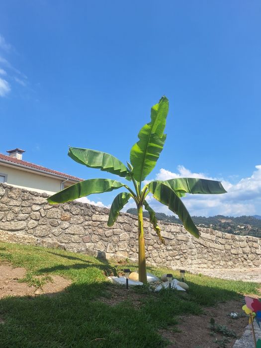 Bananeira .       .