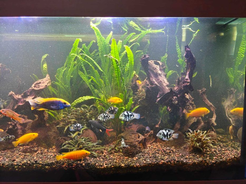 Продам аквариумных рыб