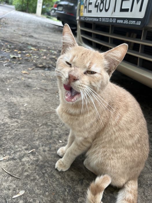 Котик ищет дом и родителей
