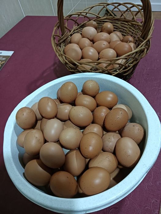 Ovos caseiros frescos