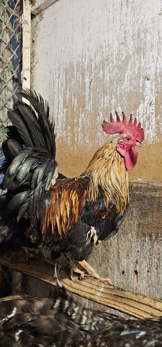 Koguty wlasnego lęgu