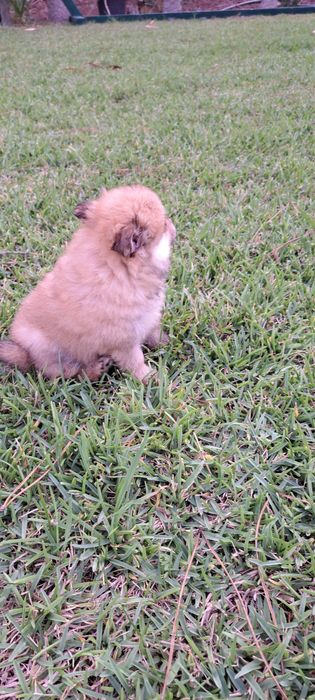 Spitz alemão lindo