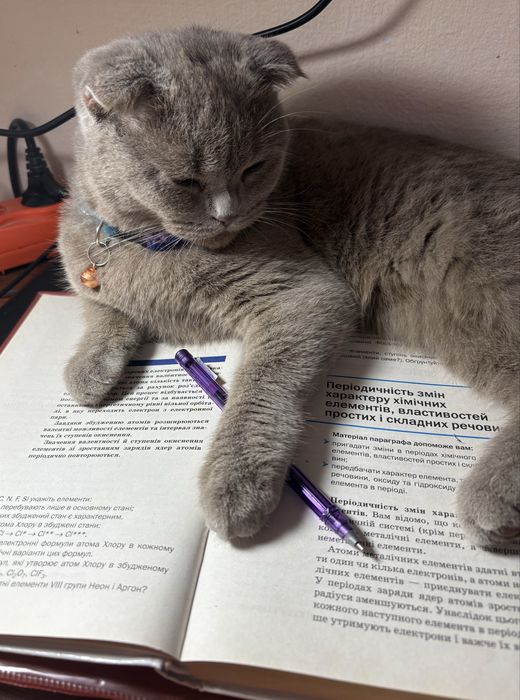 Вязка висловухої киці