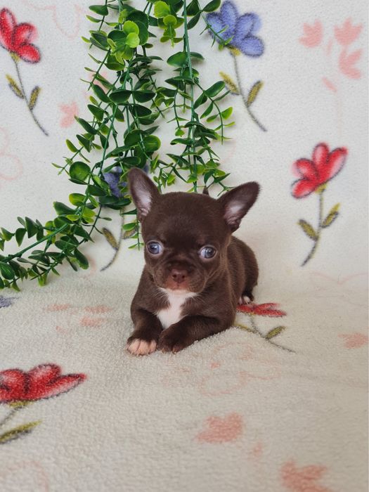 Excecional mini Chihuahua/Chiuaua.LinhagemRussa,Qualidade