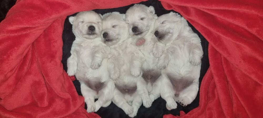 West Highland White Terrier- szczeniak suczka