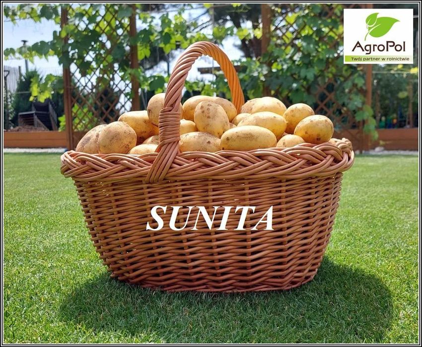 Ziemniak Sadzeniaki SUNITA - Królowa Ziemniaka - Wczesne Ziemniaki