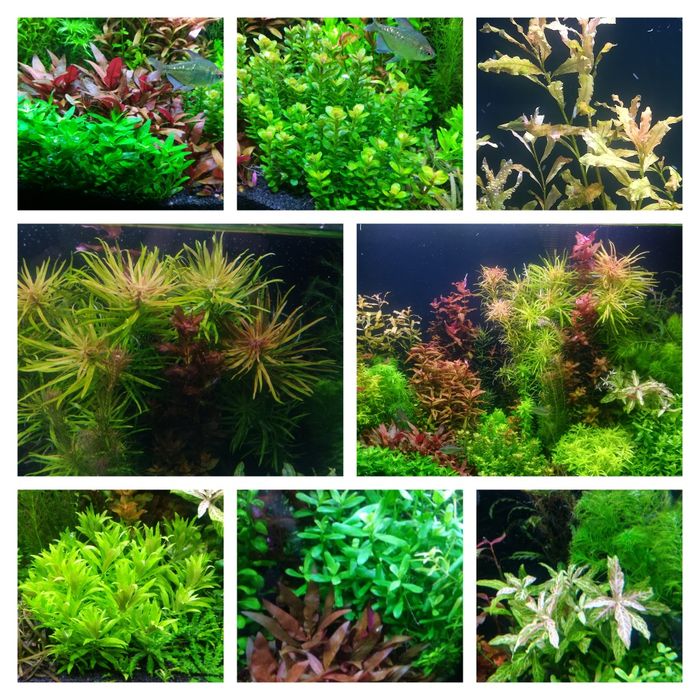 Акваріумні рослини