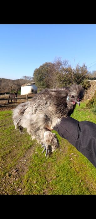 Ovos de Sedosa do Japão