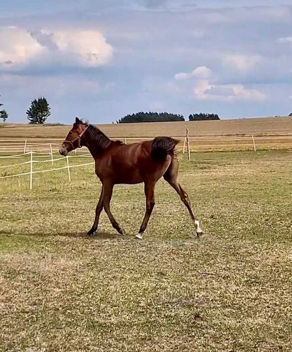 Kłusak Norbi De Cassandra wałach