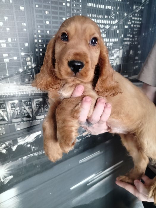 Cocker spaniel angielski