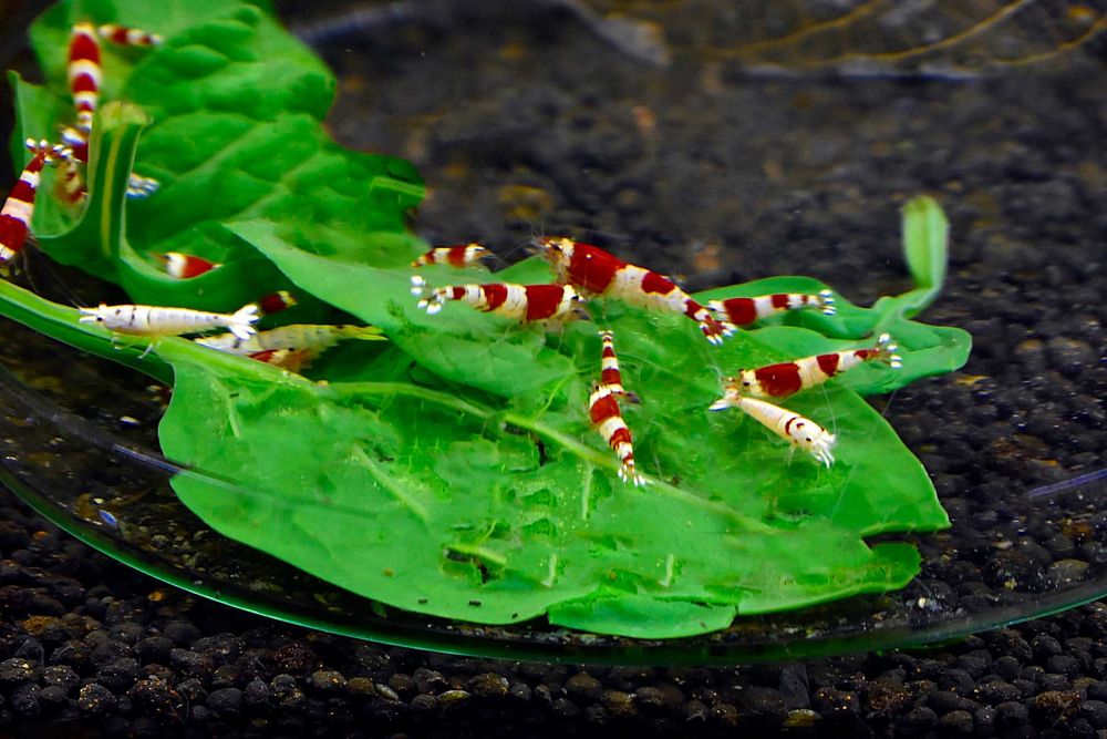Krewetki Caridina Red Crystal - 10 szt. + 1 Gratis