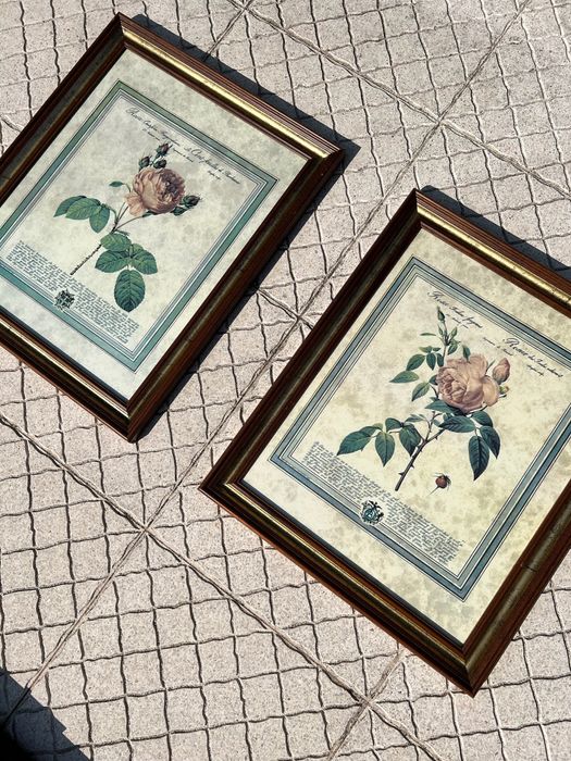 Quadros botânicos vintage – Pierre-Joseph Redouté