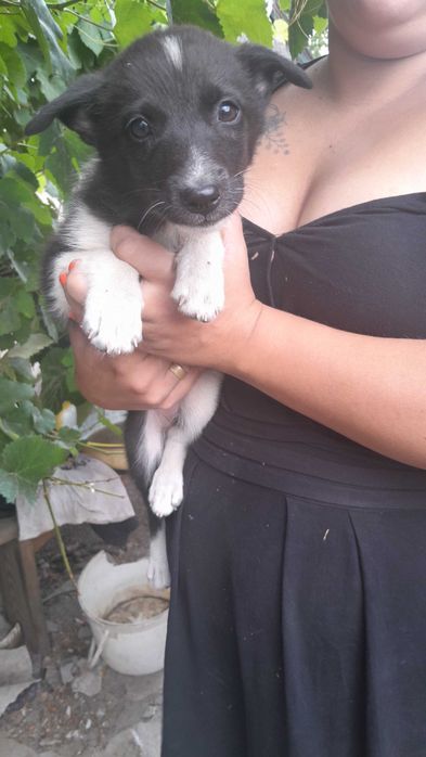 Щенята дівчята 7 шт