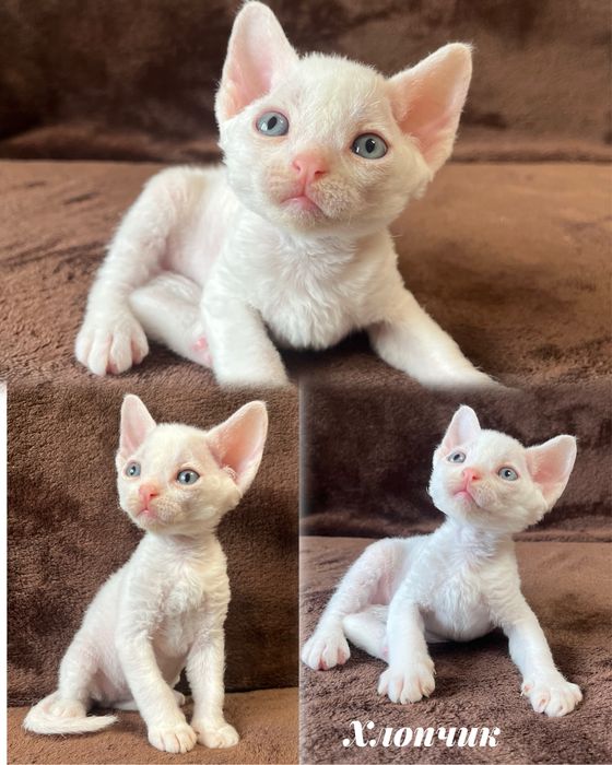 Кошенята Девон Рекс