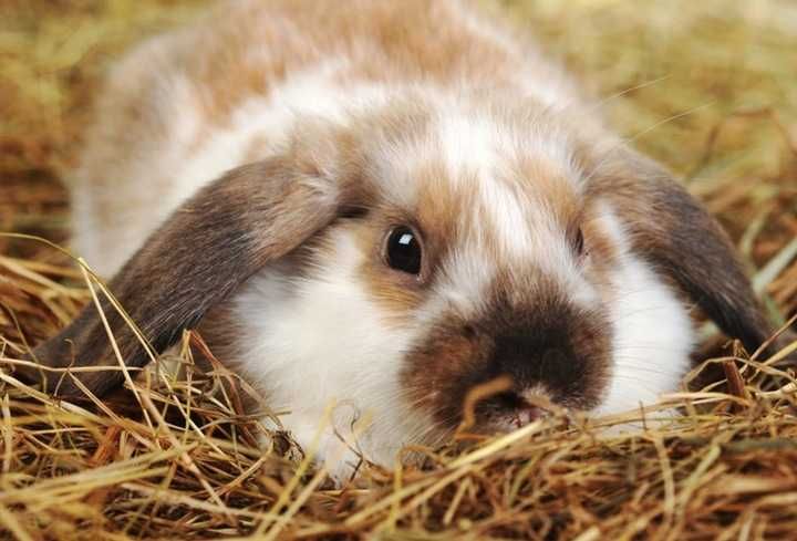 SŁOMA kostka DLA gryzoni, psa, rolnictwa PODŁOŻE ściółka 8 KG 160L