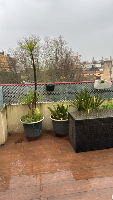 Vasos grandes + planta 5€ cada