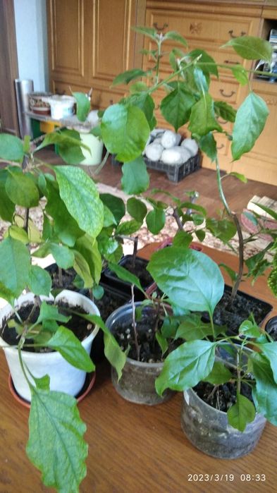 Продаю бугенвиллии