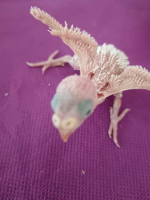 Crias de piriquitos para venda